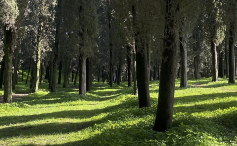 Parco della Rimembranza: Finding Peace in a Restless City